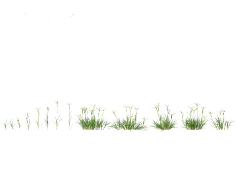 Dactyloctenium aegyptium - Egyptian crowfoot grass 3D Model