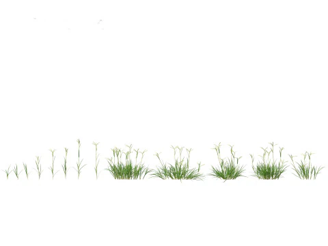 Dactyloctenium aegyptium - Egyptian crowfoot grass 3D Model