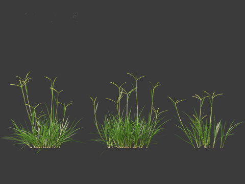 Dactyloctenium aegyptium - Egyptian crowfoot grass 3D Model