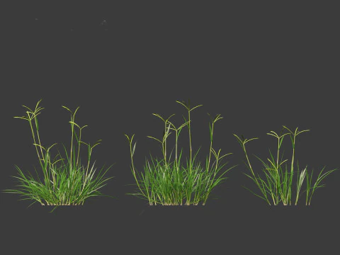 Dactyloctenium aegyptium - Egyptian crowfoot grass 3D Model