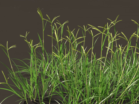 Dactyloctenium aegyptium - Egyptian crowfoot grass 3D Model
