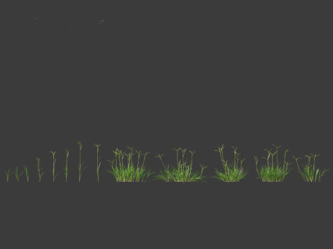 Dactyloctenium aegyptium - Egyptian crowfoot grass 3D Model
