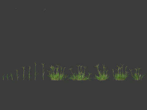 Dactyloctenium aegyptium - Egyptian crowfoot grass 3D Model