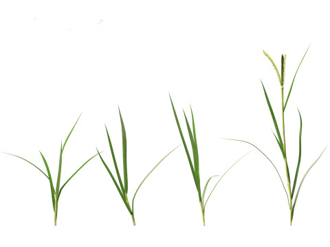 Dactyloctenium aegyptium - Egyptian crowfoot grass 3D Model