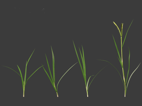 Dactyloctenium aegyptium - Egyptian crowfoot grass 3D Model
