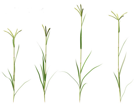 Dactyloctenium aegyptium - Egyptian crowfoot grass 3D Model