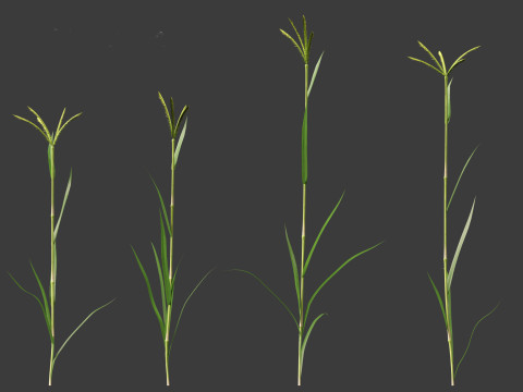 Dactyloctenium aegyptium - Egyptian crowfoot grass 3D Model