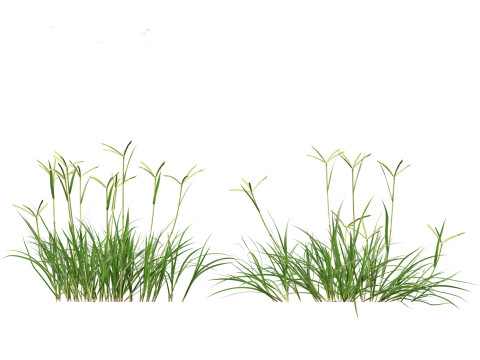 Dactyloctenium aegyptium - Egyptian crowfoot grass 3D Model