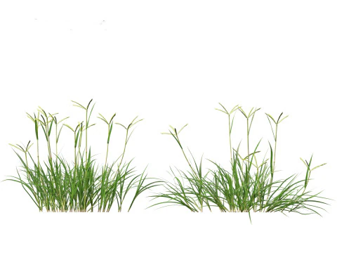 Dactyloctenium aegyptium - Egyptian crowfoot grass 3D Model