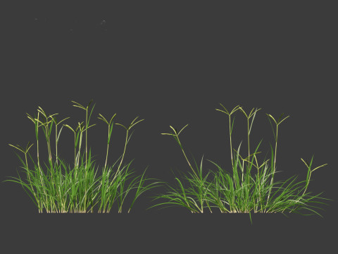 Dactyloctenium aegyptium - Egyptian crowfoot grass 3D Model