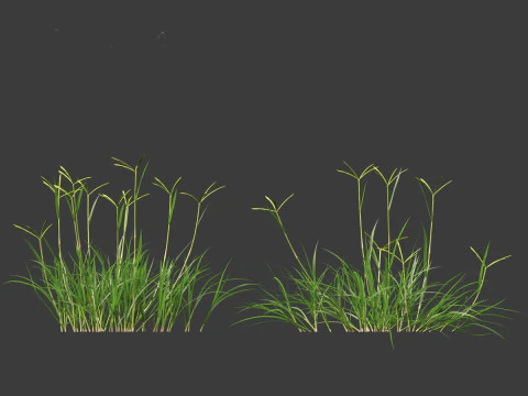 Dactyloctenium aegyptium - Egyptian crowfoot grass 3D Model