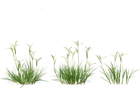 Dactyloctenium aegyptium - Egyptian crowfoot grass 3D Model