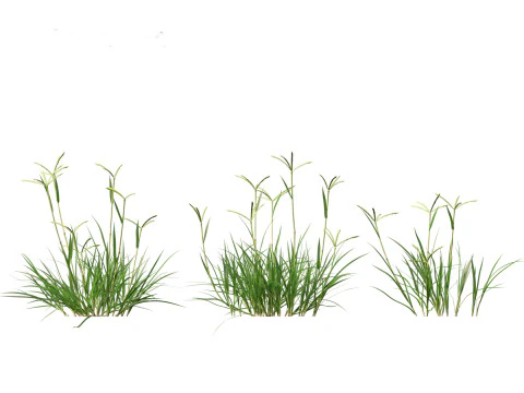 Dactyloctenium aegyptium - Egyptian crowfoot grass 3D Model