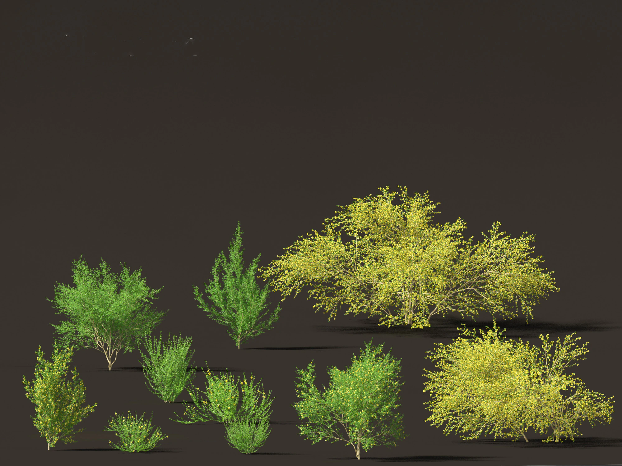Cytisus scoparius - common broom 3D Model .c4d .max .obj .3ds .fbx .stl .blend