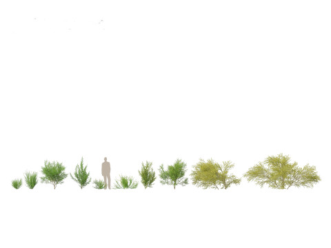 Cytisus scoparius - common broom 3D Model