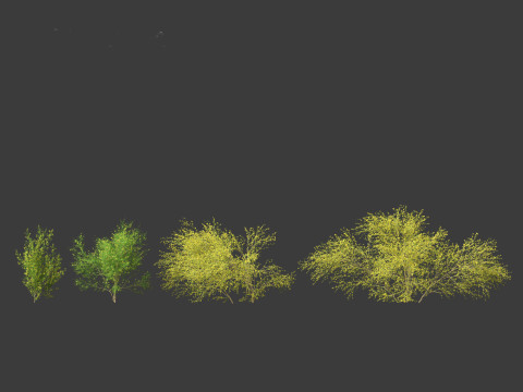Cytisus scoparius - common broom 3D Model