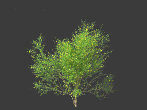 Cytisus scoparius - common broom 3D Model