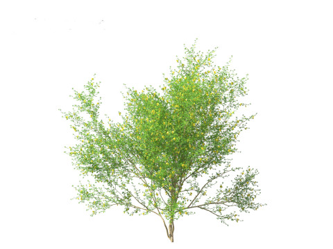 Cytisus scoparius - common broom 3D Model