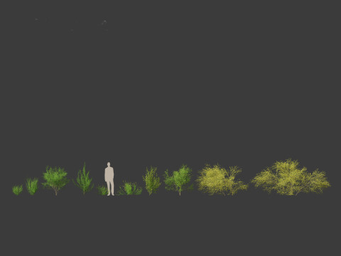Cytisus scoparius - common broom 3D Model