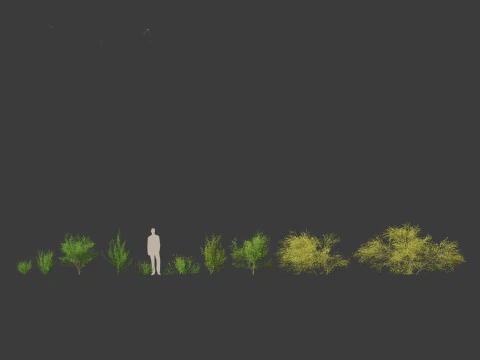 Cytisus scoparius - common broom 3D Model