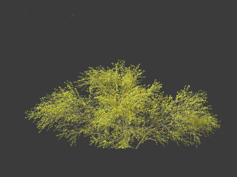 Cytisus scoparius - common broom 3D Model
