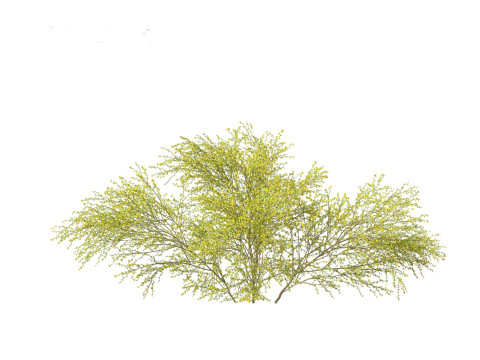 Cytisus scoparius - common broom 3D Model