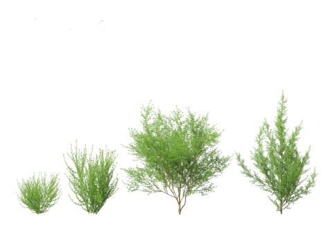 Cytisus scoparius - common broom 3D Model