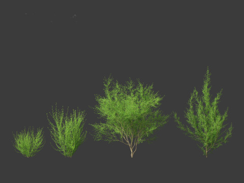 Cytisus scoparius - common broom 3D Model