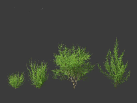 Cytisus scoparius - common broom 3D Model