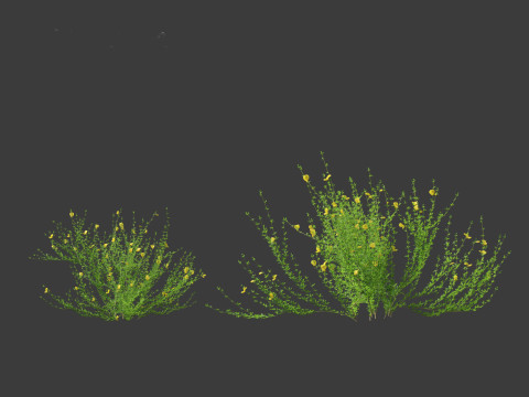 Cytisus scoparius - common broom 3D Model