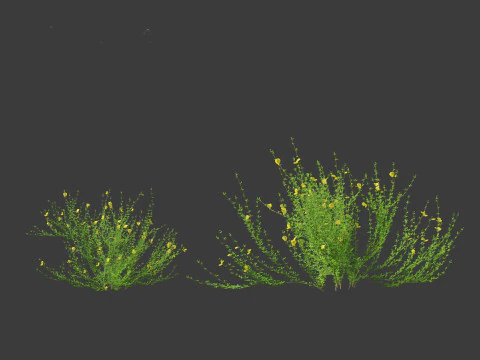 Cytisus scoparius - common broom 3D Model