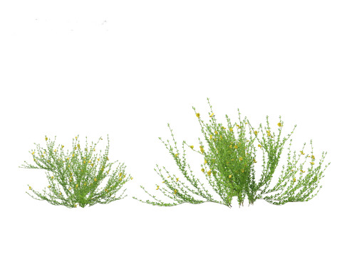 Cytisus scoparius - common broom 3D Model