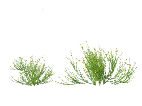 Cytisus scoparius - common broom 3D Model