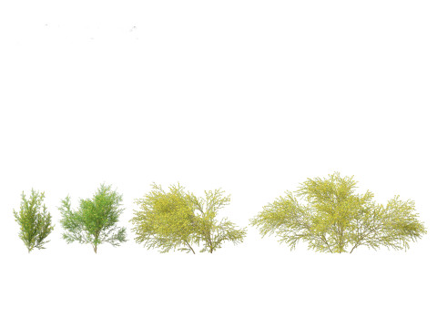 Cytisus scoparius - common broom 3D Model