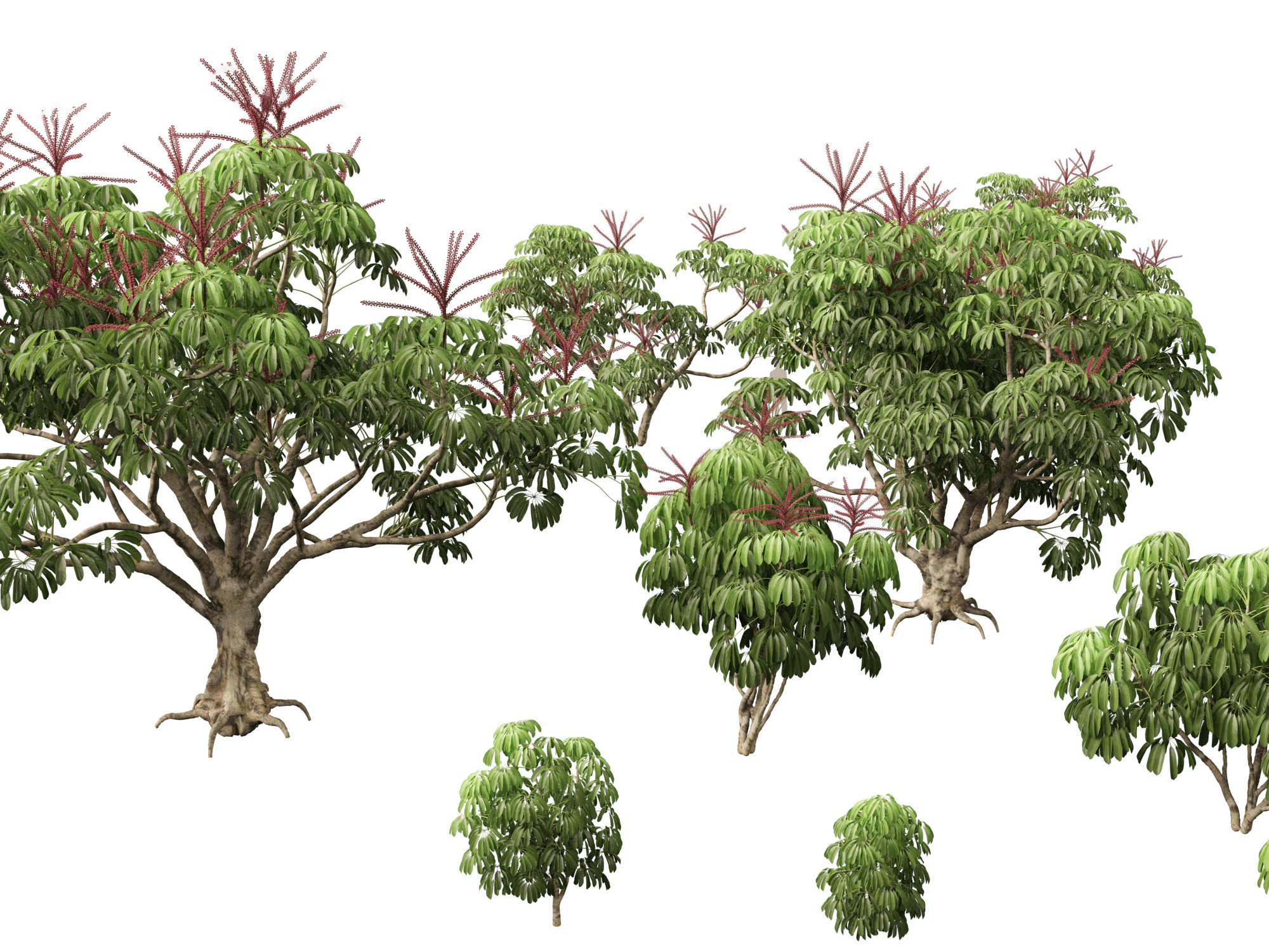Schefflera actinophylla - Umbrella tree 3D Model .c4d .max .obj .3ds .fbx .stl .blend 