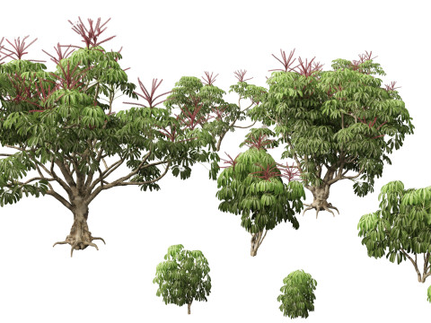 Schefflera actinophylla - Umbrella tree 3D Model