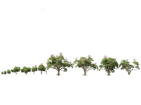 Schefflera actinophylla - Umbrella tree 3D Model