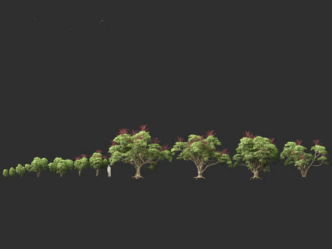 Schefflera actinophylla - Umbrella tree 3D Model