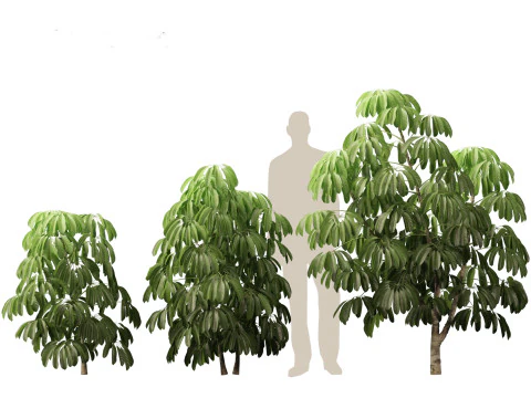 Schefflera actinophylla - Umbrella tree 3D Model