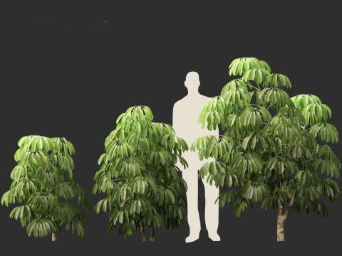 Schefflera actinophylla - Umbrella tree Modèle 3D