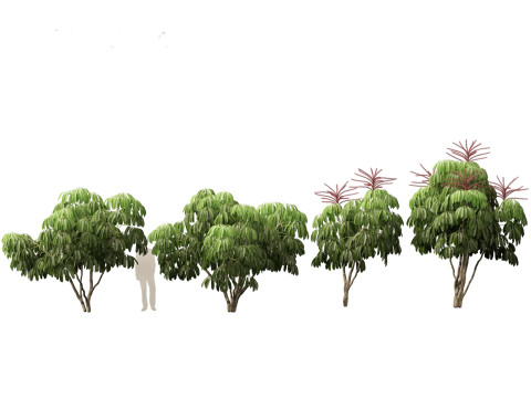 Schefflera actinophylla - Umbrella tree Modèle 3D