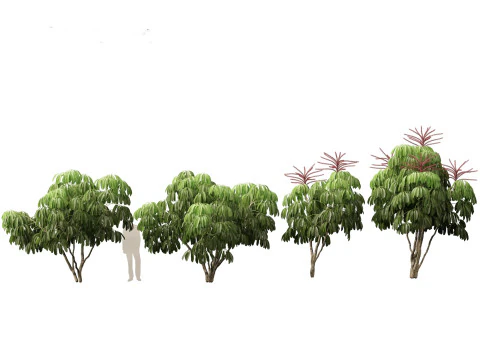 Schefflera actinophylla - Umbrella tree 3D Model