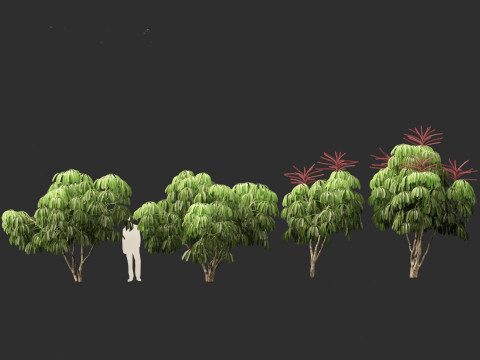 Schefflera actinophylla - Umbrella tree Modèle 3D