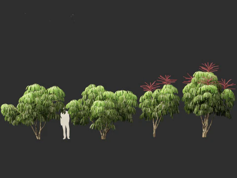 Schefflera actinophylla - Umbrella tree 3D Model