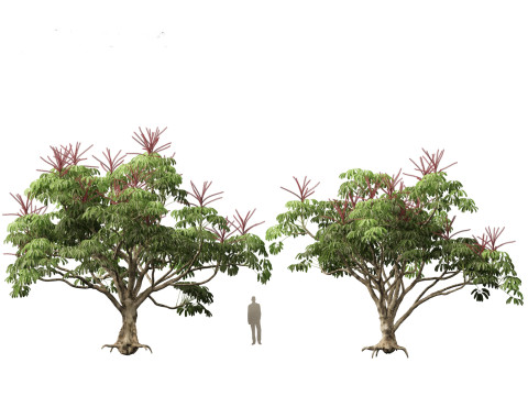 Schefflera actinophylla - Umbrella tree Modèle 3D