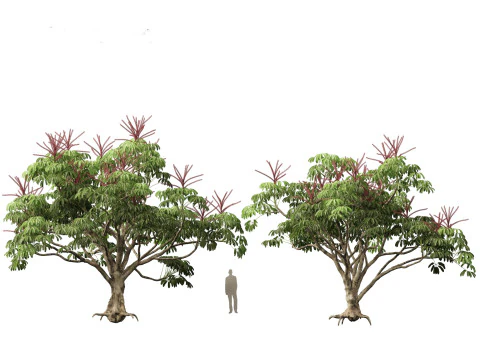 Schefflera actinophylla - Umbrella tree 3D Model