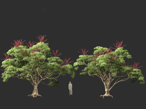 Schefflera actinophylla - Umbrella tree Modèle 3D