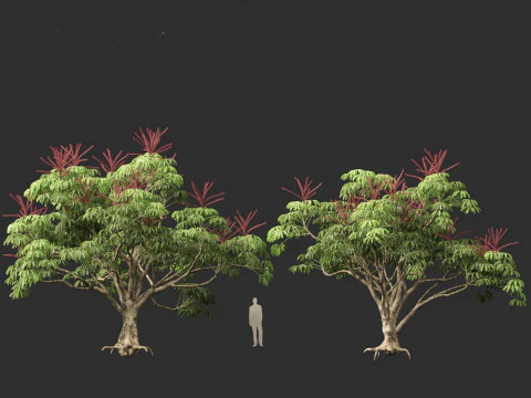 Schefflera actinophylla - Umbrella tree 3D Model
