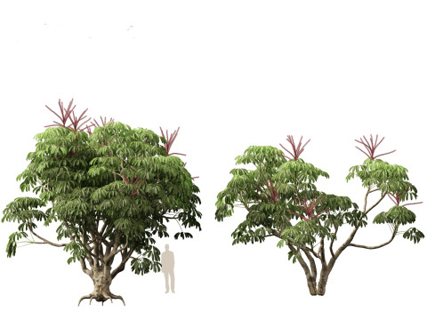 Schefflera actinophylla - Umbrella tree Modèle 3D