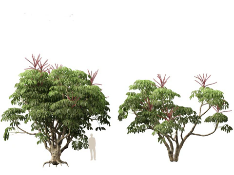 Schefflera actinophylla - Umbrella tree 3D Model